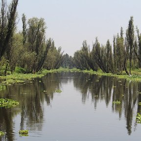 Canal de Xochimilco bordeado de ahuejotes que se reflejan en el agua.