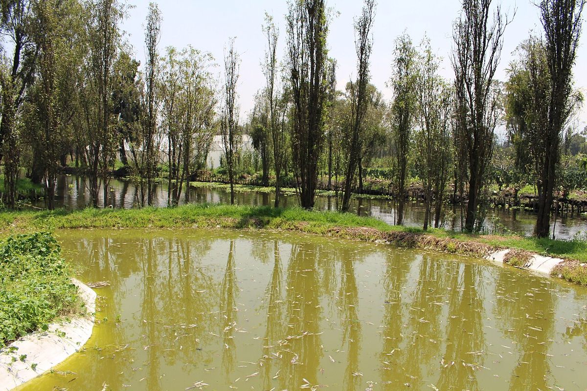 Chinampa rodeada de ahuejotes, con el agua verdosa del canal en primer plano.