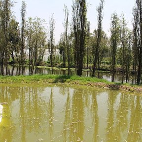 Chinampa rodeada de ahuejotes, con el agua verdosa del canal en primer plano.