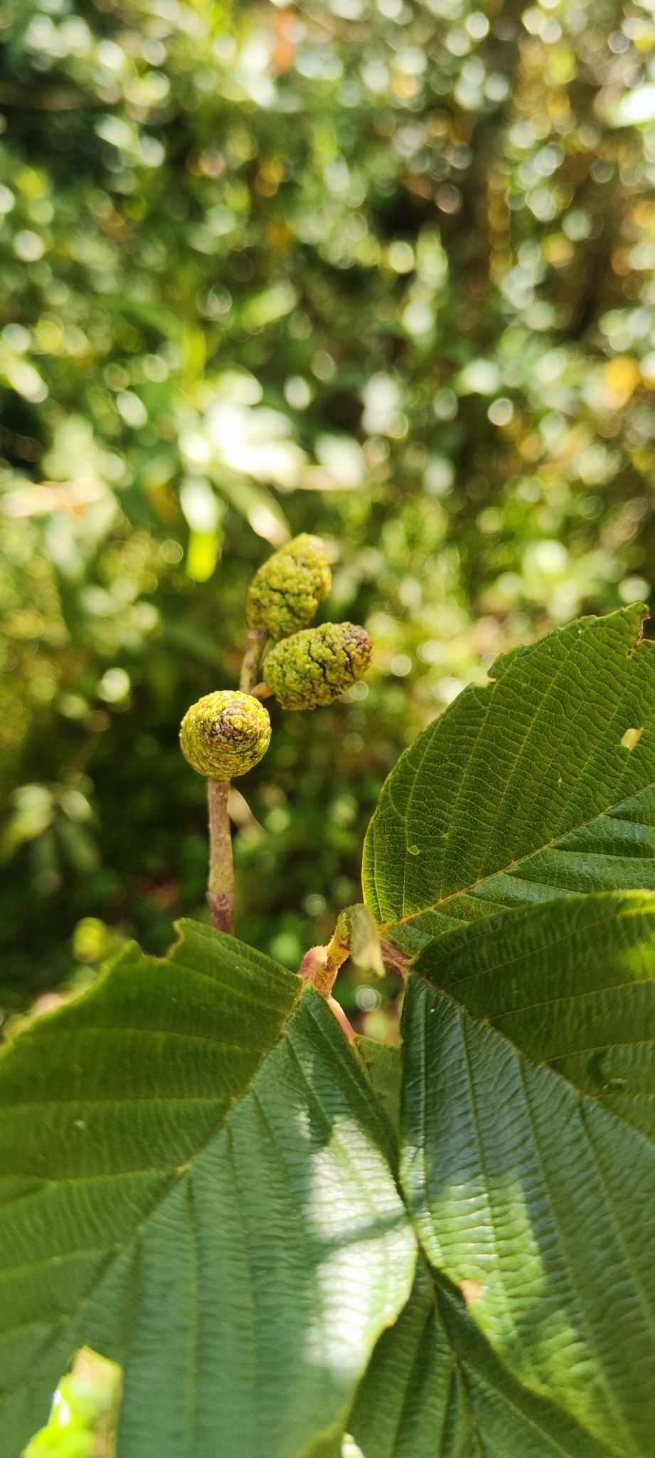 Frutos verdes de aile, pequeños y en forma de cono, sobre una hoja nervada.
