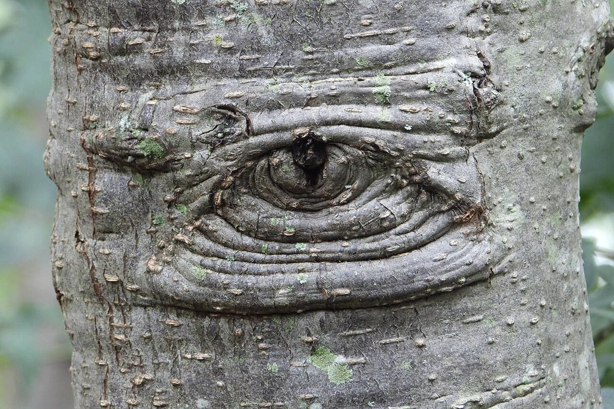 Corteza gris y lisa de un tronco de aile, marcada por una cicatriz ovalada.
