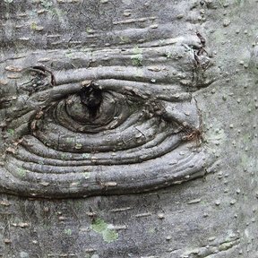 Corteza gris y lisa de un tronco de aile, marcada por una cicatriz ovalada.