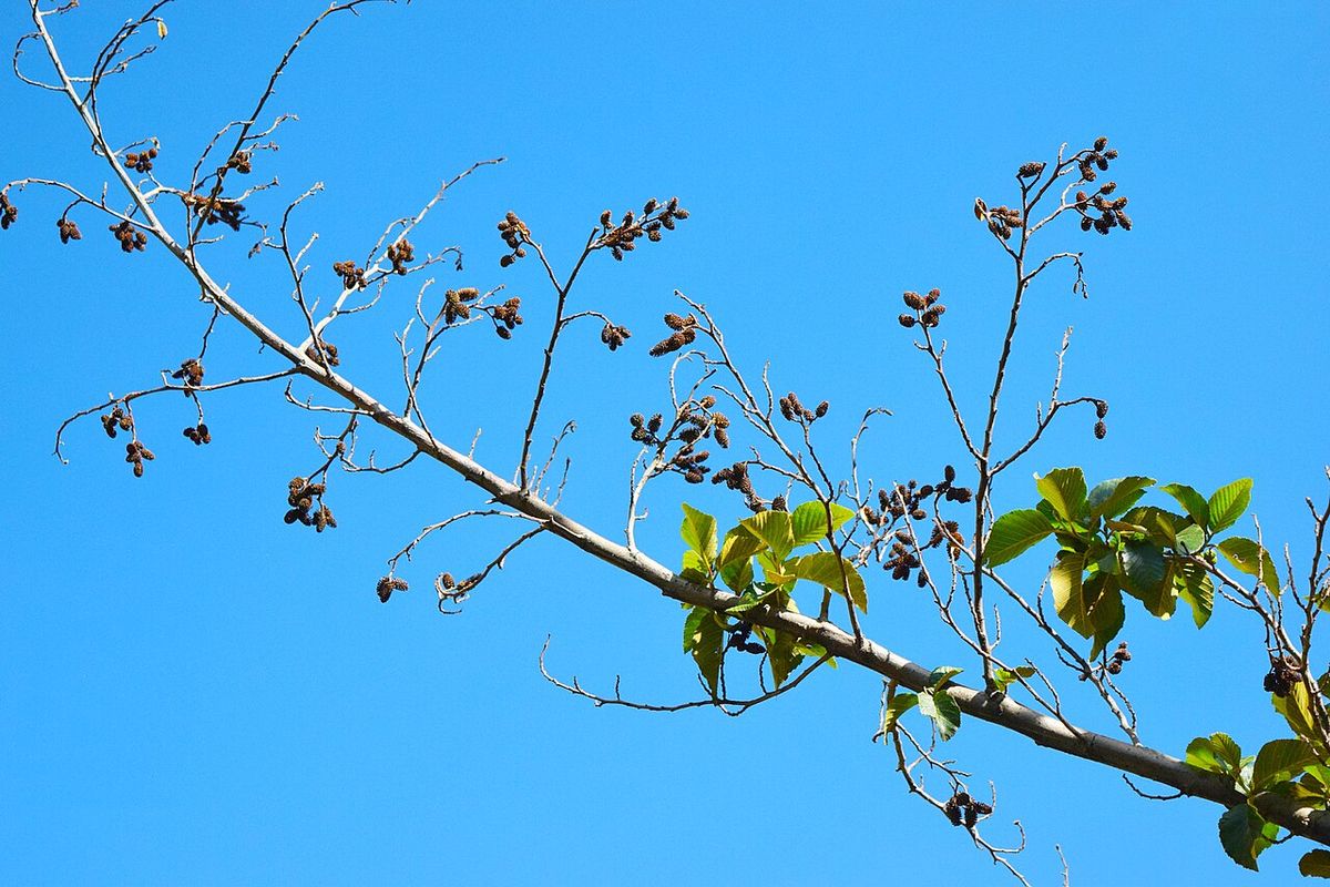 Rama de aile con conos secos y oscuros recortada contra el cielo azul.