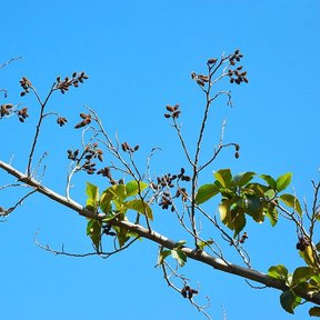 Rama de aile con conos secos y oscuros recortada contra el cielo azul.