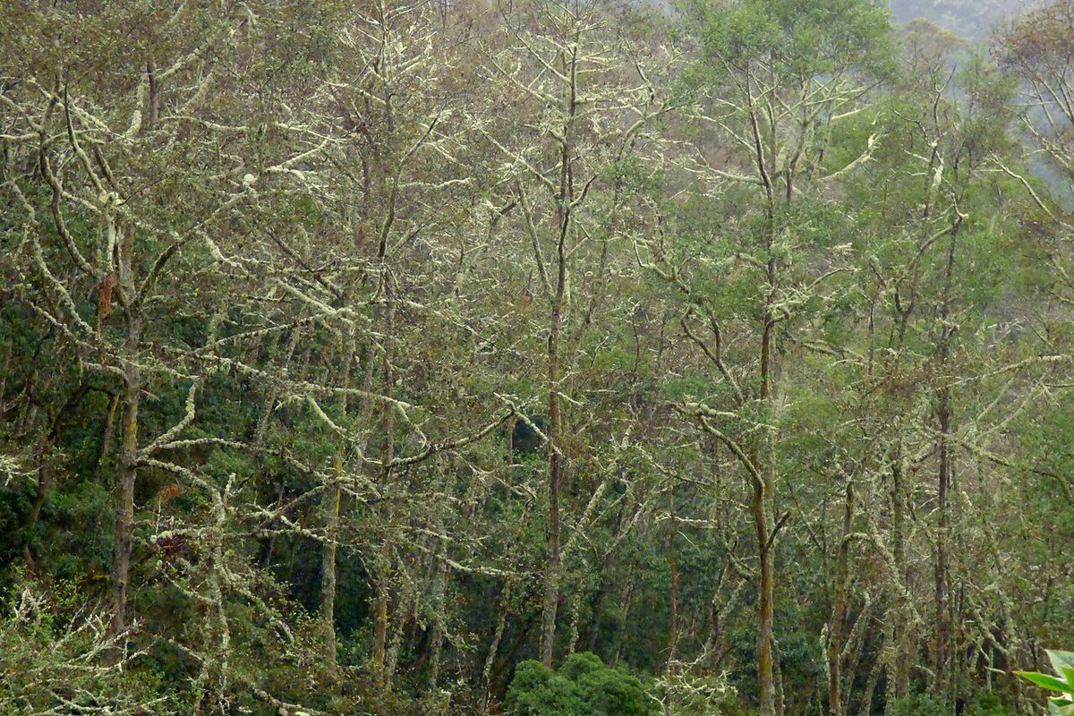 Bosque de ailes en la niebla, con las copas claras por encima del sotobosque.