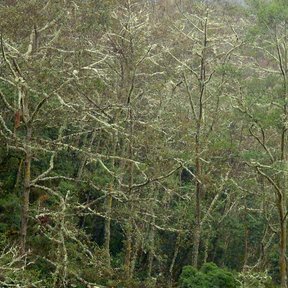 Bosque de ailes en la niebla, con las copas claras por encima del sotobosque.