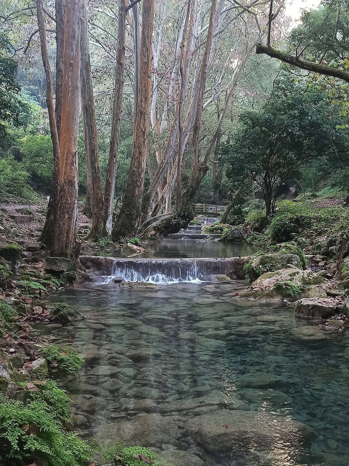 Álamos blancos de troncos claros alineados junto a un río de aguas verdes.