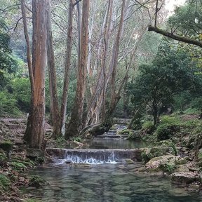 Álamos blancos de troncos claros alineados junto a un río de aguas verdes.