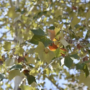 Hojas de álamo blanco contra la luz, con las ramas claras detrás.