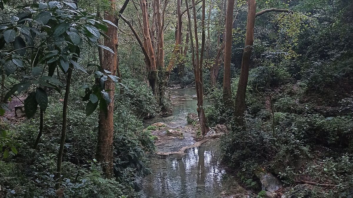 Álamos blancos a la orilla de un arroyo, en el fondo de una cañada.