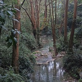 Álamos blancos a la orilla de un arroyo, en el fondo de una cañada.