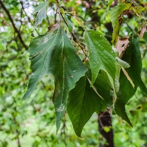 Hojas grandes y palmeadas de álamo blanco colgando de una rama.