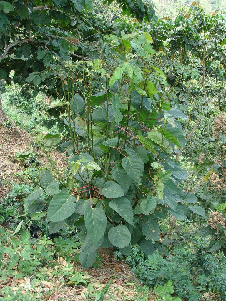 Malhombrillo joven de hojas anchas creciendo entre matas de café.
