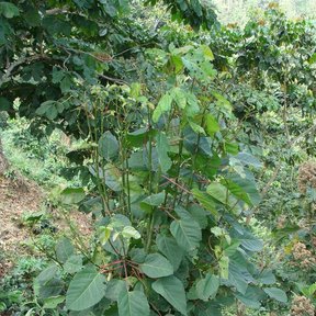 Malhombrillo joven de hojas anchas creciendo entre matas de café.