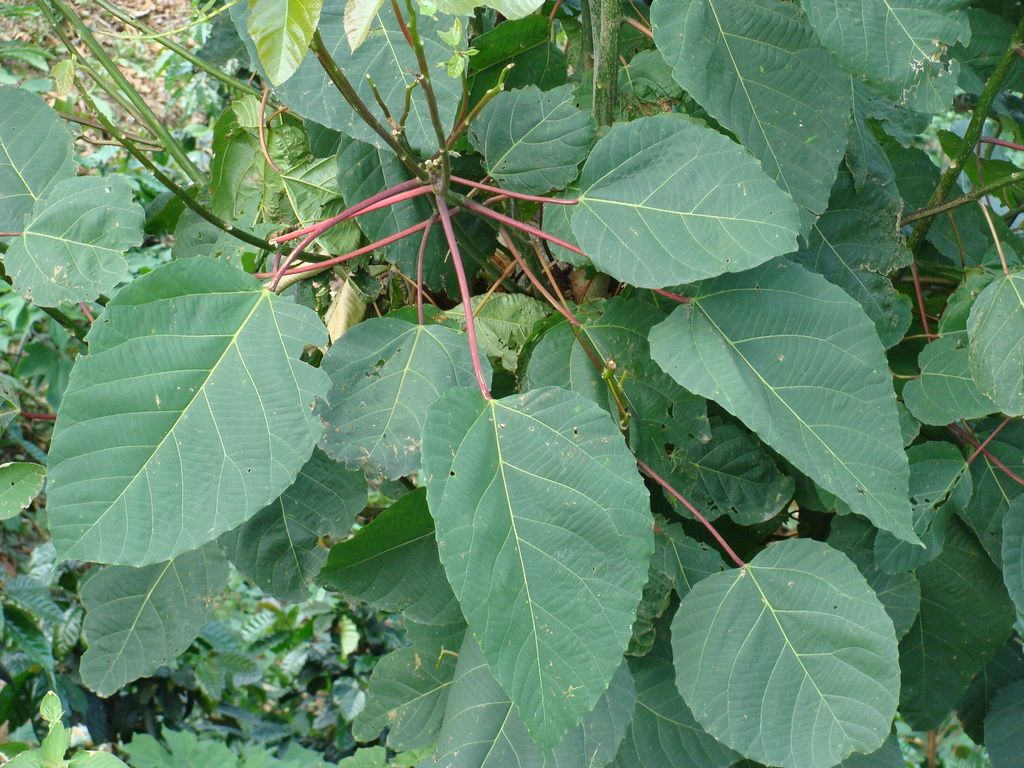 Ramas de malhombrillo con las hojas anchas y los pecíolos rojizos.