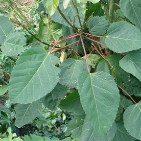 Ramas de malhombrillo con las hojas anchas y los pecíolos rojizos.