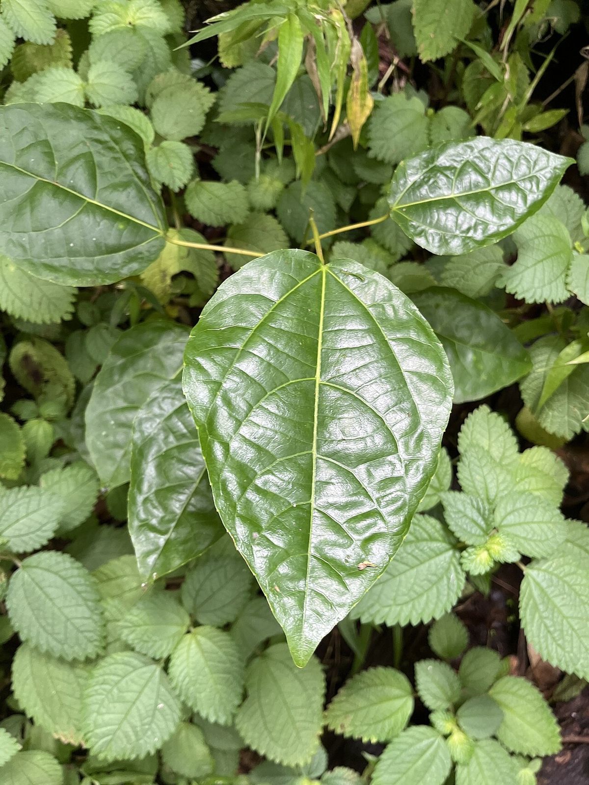 Una hoja acorazonada y lustrosa de malhombrillo entre otras plantas.