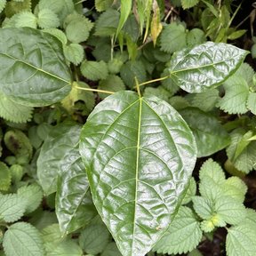 Una hoja acorazonada y lustrosa de malhombrillo entre otras plantas.