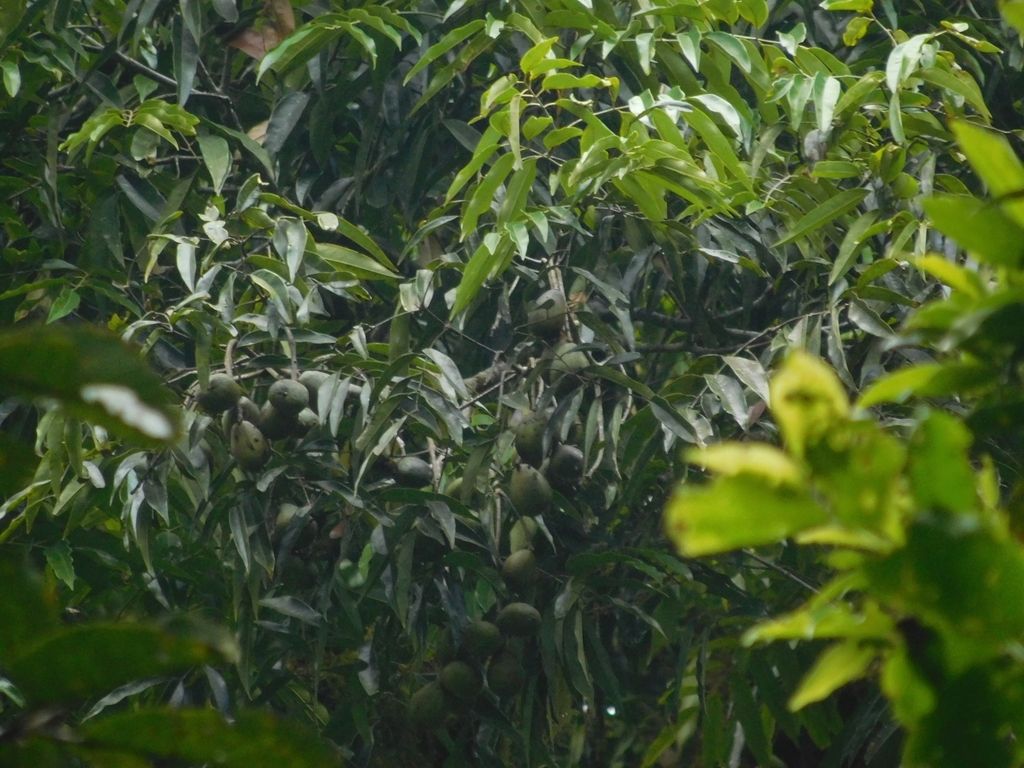 Frutos pardos de cedrillo agrupados entre el follaje verde oscuro.