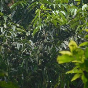 Frutos pardos de cedrillo agrupados entre el follaje verde oscuro.