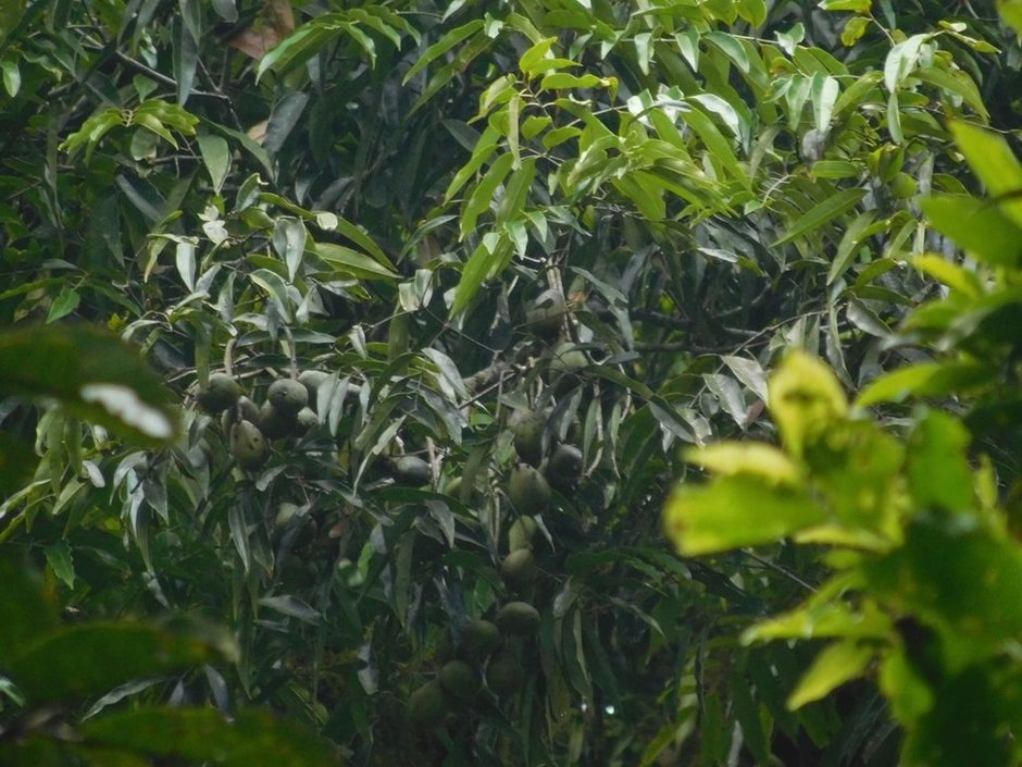 Frutos pardos de cedrillo agrupados entre el follaje verde oscuro.