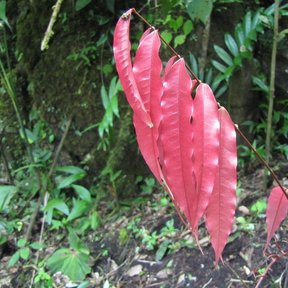 Hoja nueva de cedrillo, de un rosa encendido y borde liso, colgando de la ramilla.