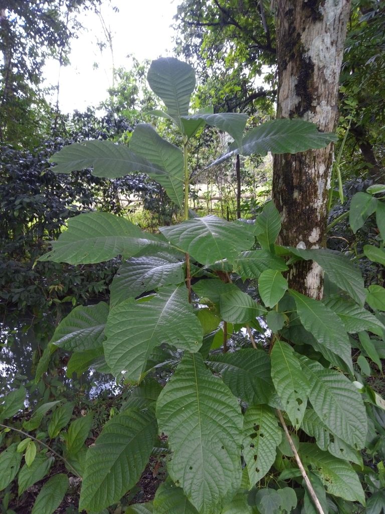 Hojas grandes y nervadas de papelillo en la punta de una rama, dentro del bosque.