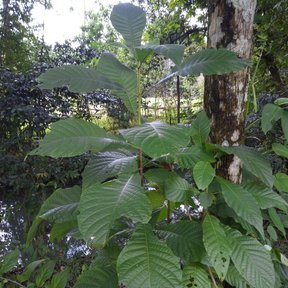 Hojas grandes y nervadas de papelillo en la punta de una rama, dentro del bosque.