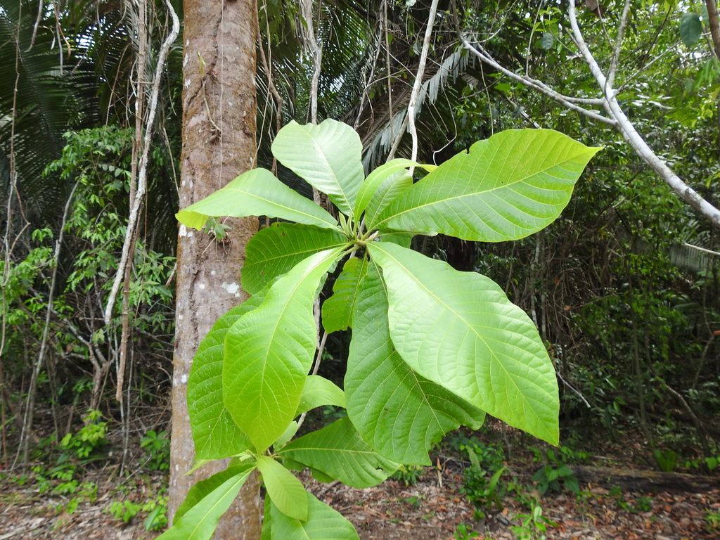 Papelillo joven de hojas grandes creciendo al pie de un árbol en la selva.