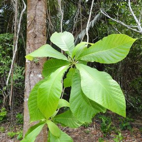 Papelillo joven de hojas grandes creciendo al pie de un árbol en la selva.