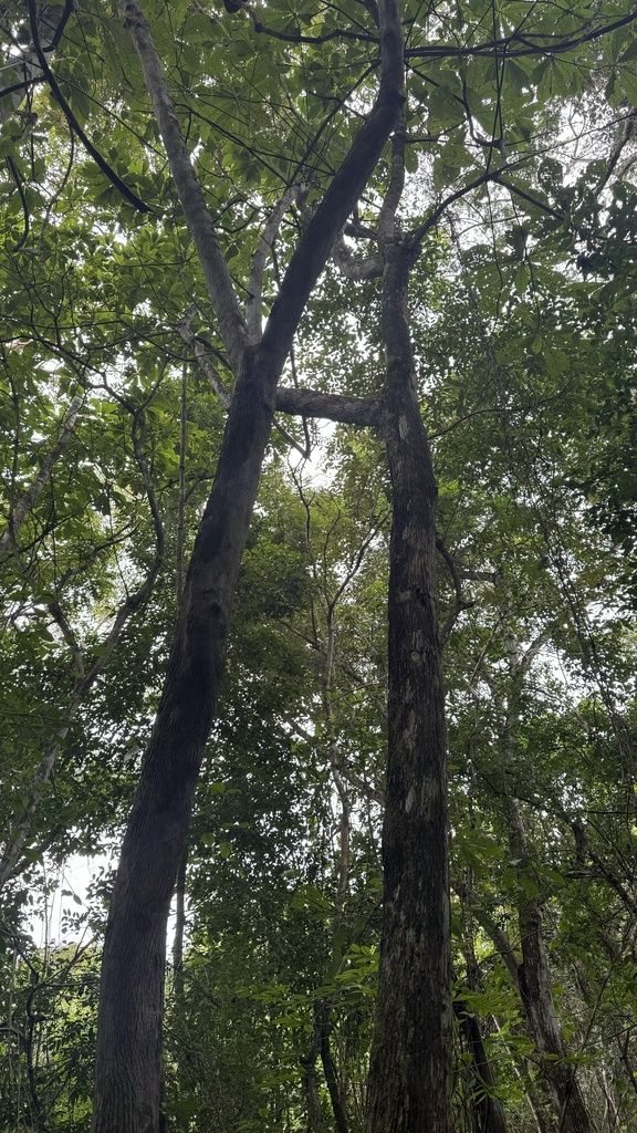 Papelillo alto y delgado en la selva, con el fuste limpio hasta la copa.