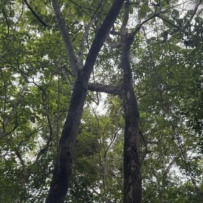 Papelillo alto y delgado en la selva, con el fuste limpio hasta la copa.