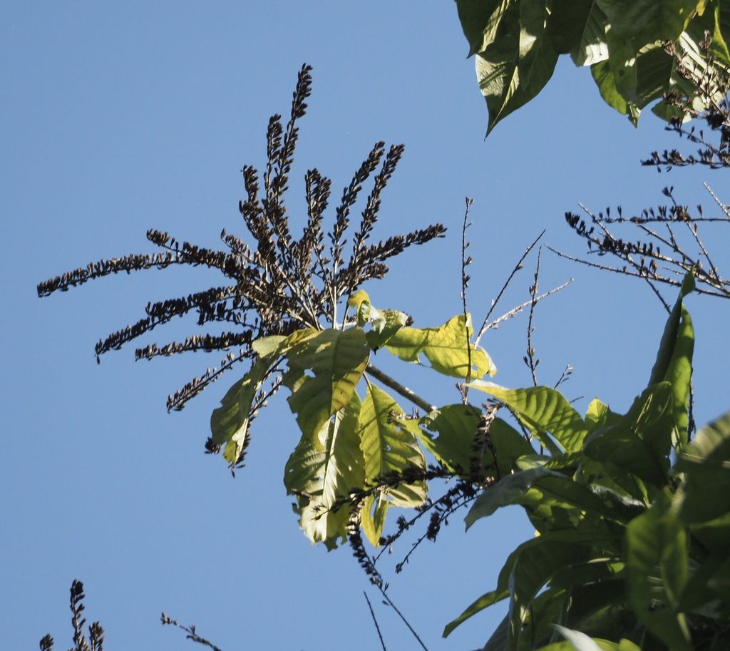 Espigas florales de papelillo levantadas sobre el follaje contra un cielo azul.