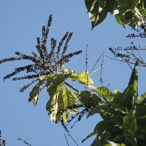 Espigas florales de papelillo levantadas sobre el follaje contra un cielo azul.