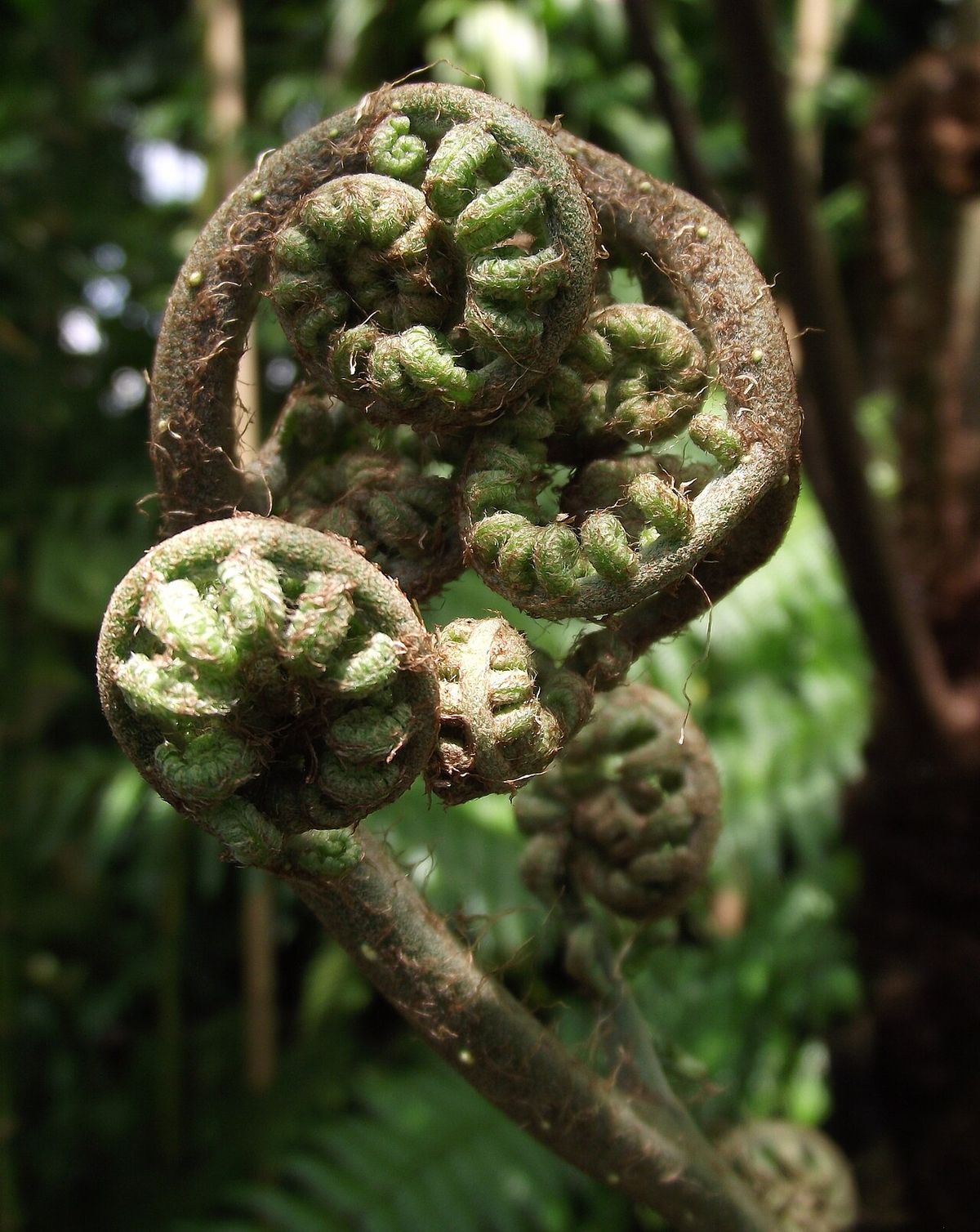 Báculos enrollados de cola de mono cubiertos de escamas pardas, en el bosque.