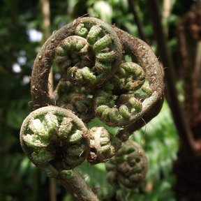 Báculos enrollados de cola de mono cubiertos de escamas pardas, en el bosque.