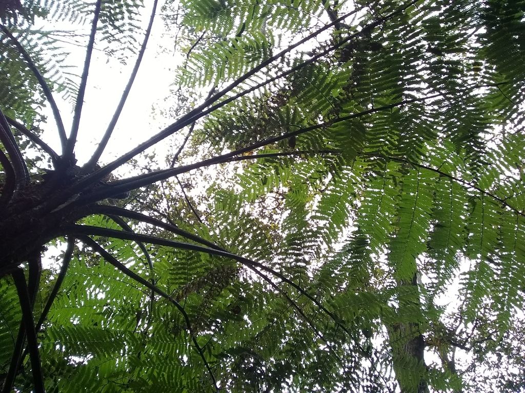 Frondas de cola de mono vistas desde abajo, abiertas contra el cielo blanco.