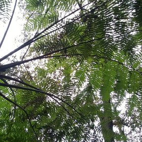 Frondas de cola de mono vistas desde abajo, abiertas contra el cielo blanco.