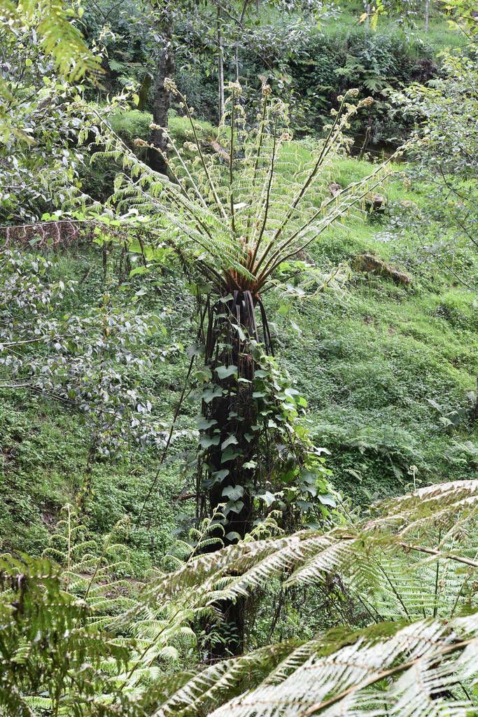Cola de mono de tronco cubierto de musgo creciendo en una ladera verde.