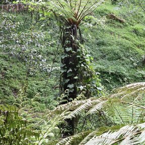 Cola de mono de tronco cubierto de musgo creciendo en una ladera verde.