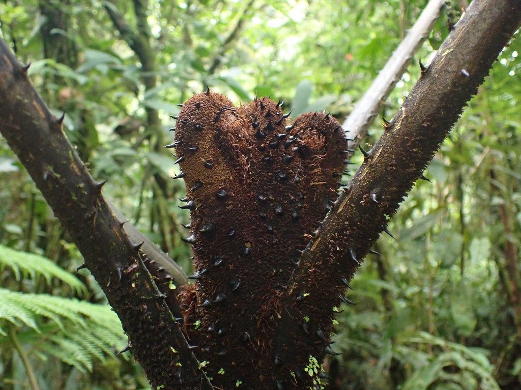 Tronco espinoso y pardo de cola de mono bifurcándose en el bosque húmedo.