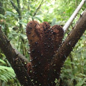 Tronco espinoso y pardo de cola de mono bifurcándose en el bosque húmedo.