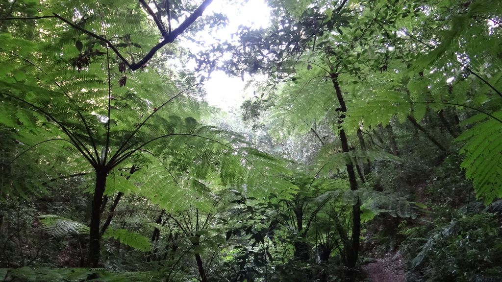 Varias colas de mono juntas en una cañada sombreada del bosque de niebla.
