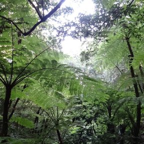 Varias colas de mono juntas en una cañada sombreada del bosque de niebla.