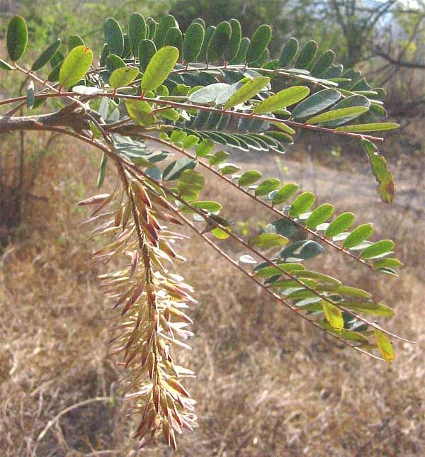 Hoja pinnada de cola de zorra junto a un racimo colgante de flor rosada.