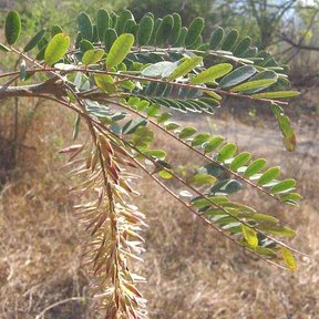 Hoja pinnada de cola de zorra junto a un racimo colgante de flor rosada.