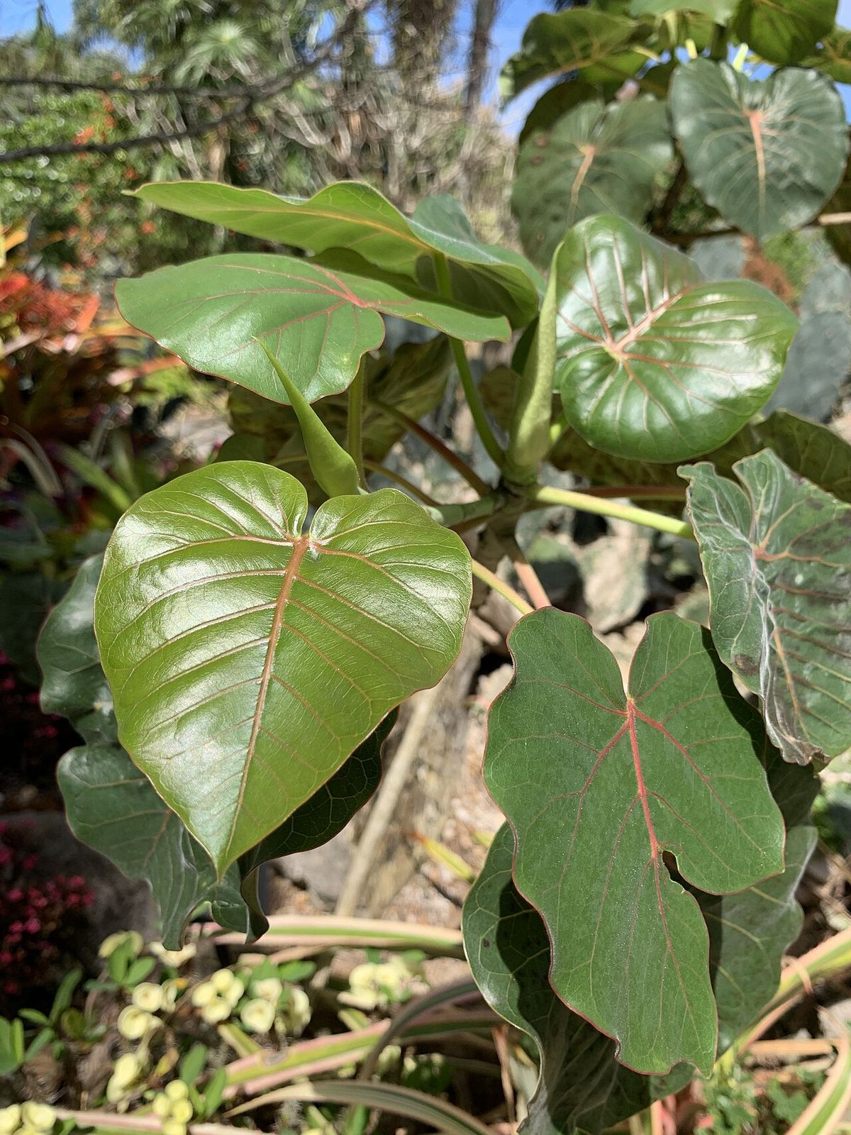 Hojas acorazonadas de amate amarillo, verde intenso y de nervadura roja.