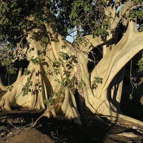 Raíces y tronco pálidos de un amate extendidos sobre el suelo seco.