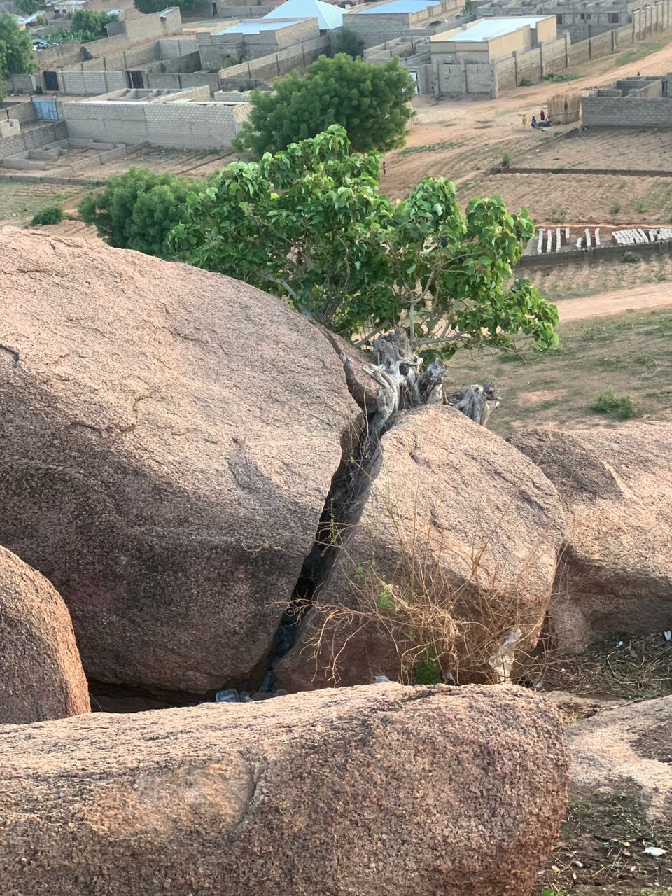 Amate creciendo desde la grieta de un peñasco, con las raíces sobre la piedra.