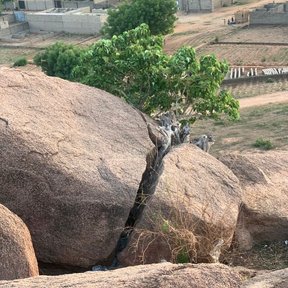 Amate creciendo desde la grieta de un peñasco, con las raíces sobre la piedra.